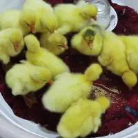 جوجه غاز لیندا یاقوغاز یا اکراینی