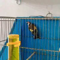 سهره پرو دم قاشقی