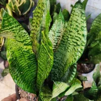 سانسوریا سبز کراواتی دیفن شامادورا یوکا بنجامین|گل و گیاه طبیعی|قم, نیروگاه|دیوار