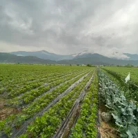 اجاره زمین آبی