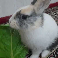 خرگوش|موش و خرگوش|همدان, |دیوار