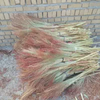 جارو دستی در الشتر