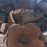 خرید انواع چوب سرپا یا بریده شده|خدمات باغبانی و درختکاری|اقبالیه, |دیوار