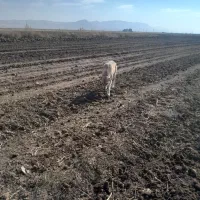 سگ ماده گله ای