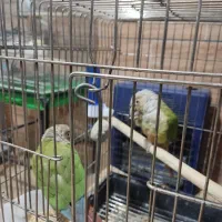 گرین چیک دستی