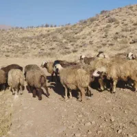 میش ترکی بختیاری|حیوانات مزرعه|ارژن, |دیوار