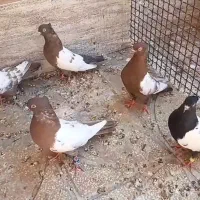 کفتر رنگه درشت