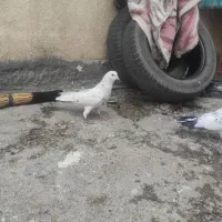 کبوتر زوردار پرشی دم سفید|پرنده|کرمانشاه, |دیوار