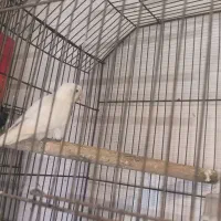 فروش طوطی برزیلی جفت های مولد اوپال و لبینو فیشر|پرنده|اهواز, فدک|دیوار