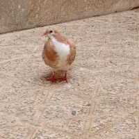 کبوتر و قفس