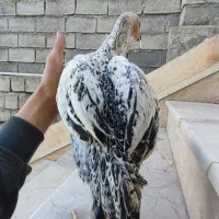 جوجه لاری اصیل|حیوانات مزرعه|سردشت, |دیوار