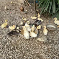 چوجه اردک یک‌ماه نژاد گوشتی و تخمگذار