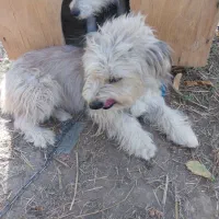 سگ خانگی شیتزو مو بلند|سگ|میاندوآب, |دیوار