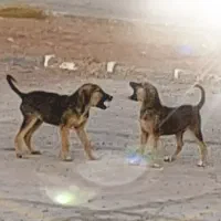 دو قلاده توله سگ نژاد میکس