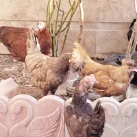 مرغ تخم گذار