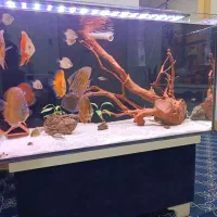 آکواریوم آوا چابهار و کنارک|ماهی|چابهار, |دیوار