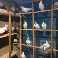 کبوتر