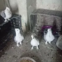 دو جفت کبوتر بلژیکی|پرنده|کرمانشاه, |دیوار