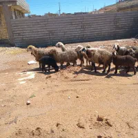 ۹راس میش جوان ۶راس بره دار