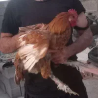 خروس دیلگونی