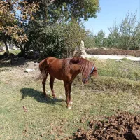 اسب کرد|اسب و تجهیزات اسبسواری|آذرشهر, |دیوار