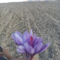 زعفران
