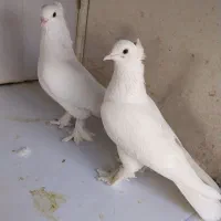 کبوتر|پرنده|قرچک, داوود آباد|دیوار