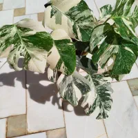 برگ انجیری دو بوته