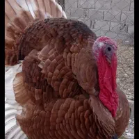 تخم بوقلمون نطفه دار