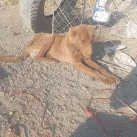 واگذاری سگ|سگ|لالجین, |دیوار