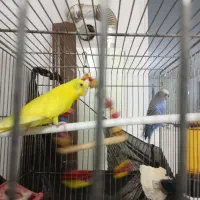 فروش یک جفت مرغ عشق