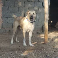 حیوان میکس سراب و پیتبول خوشتیب حرص رو هزار