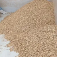 بادام سفید|عمدهفروشی|زاینده رود, |دیوار