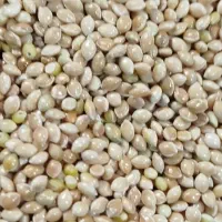 ارزن درشت اعلا