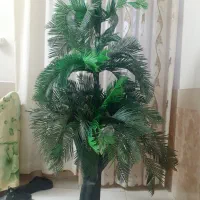 نخل خرما وگلها