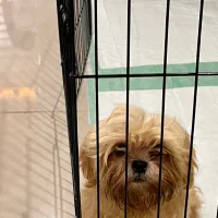 توله شیتزو چهار ماهه