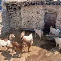 بز به فروش میرسد