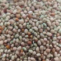 فروش لوبیای آشی یا عربی