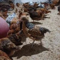 خوشکل دوماه و سه ماه و دون ترکیبی|حیوانات مزرعه|تهران, راه آهن|دیوار