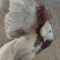 کفتر|پرنده|بم, |دیوار