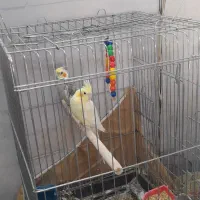 یک جفت عروس هلندی جفت هستن با قفس و تمام وسایل