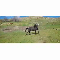اسب کردی