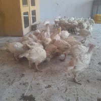 بوقلمون ۴۵ روزه گوشتی