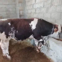 گاو سیمنتال گوشتی
