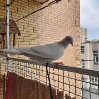 کبوترسفیدوقرمز