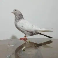 کفتر پرشی ذات دار غریب