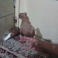 کفتر