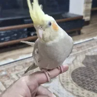 عروس هلندی