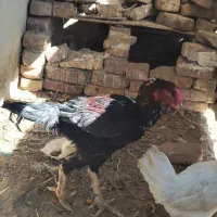 خروس لاری|حیوانات مزرعه|زاهدان, |دیوار