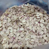 لپه لوبیا چیتی